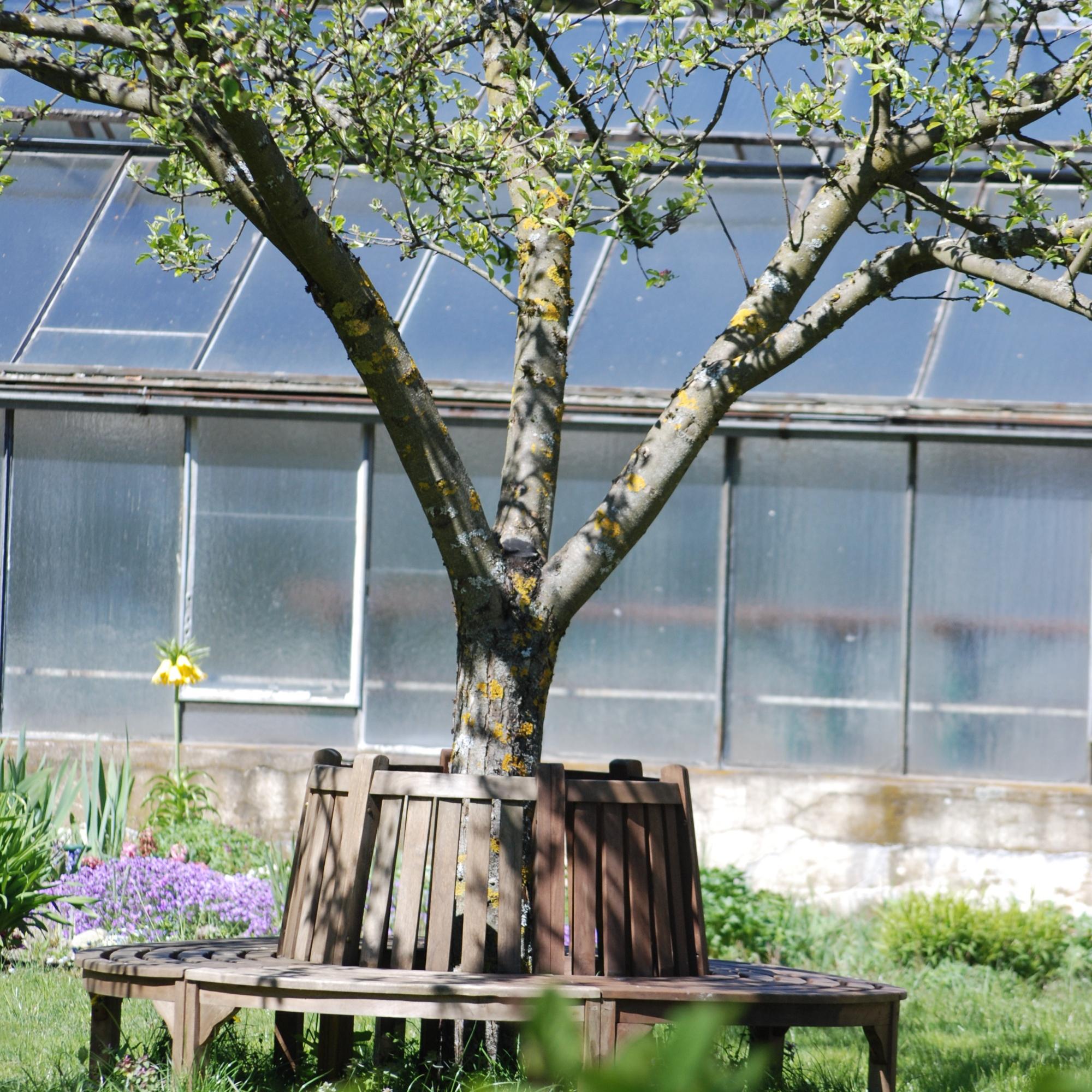 Apfelbaum mit Gewächshaus im Hintergrund