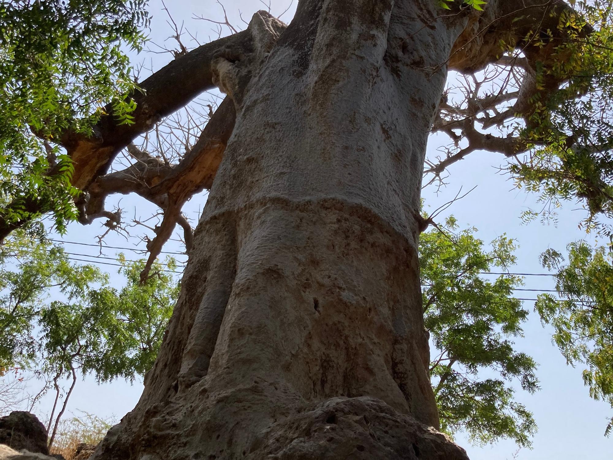 Baum im Senegal