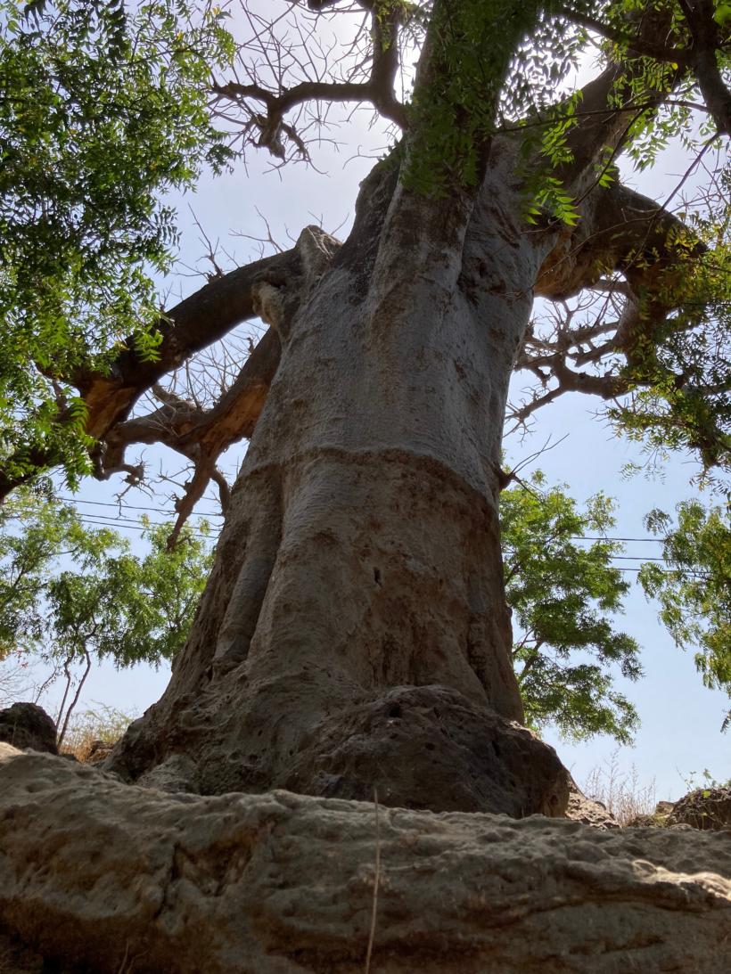 Baum im Senegal