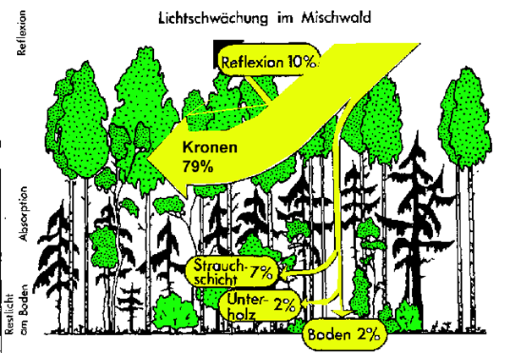 Grafik Lichtschwächung Wald