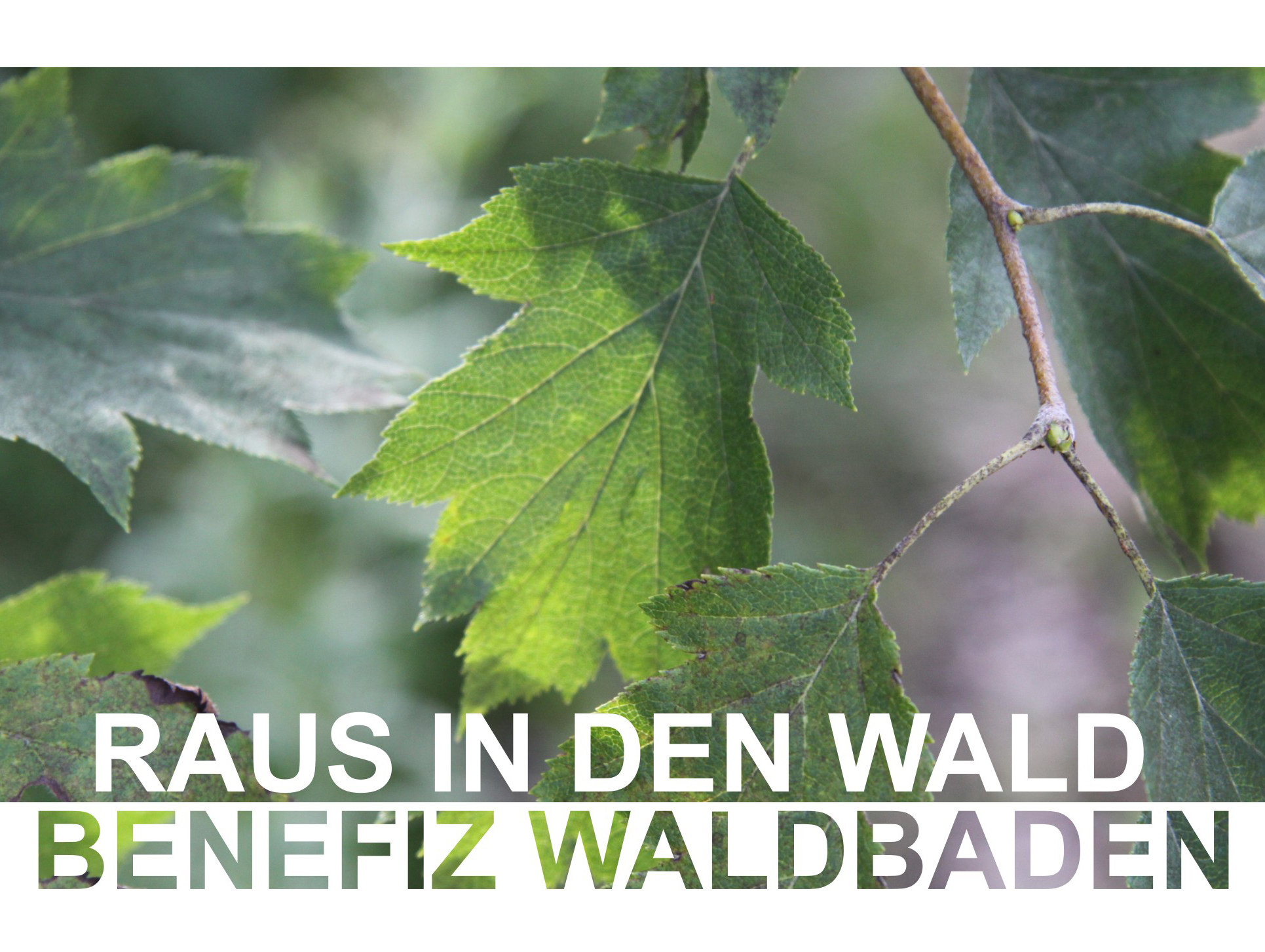 Blätter im Wald