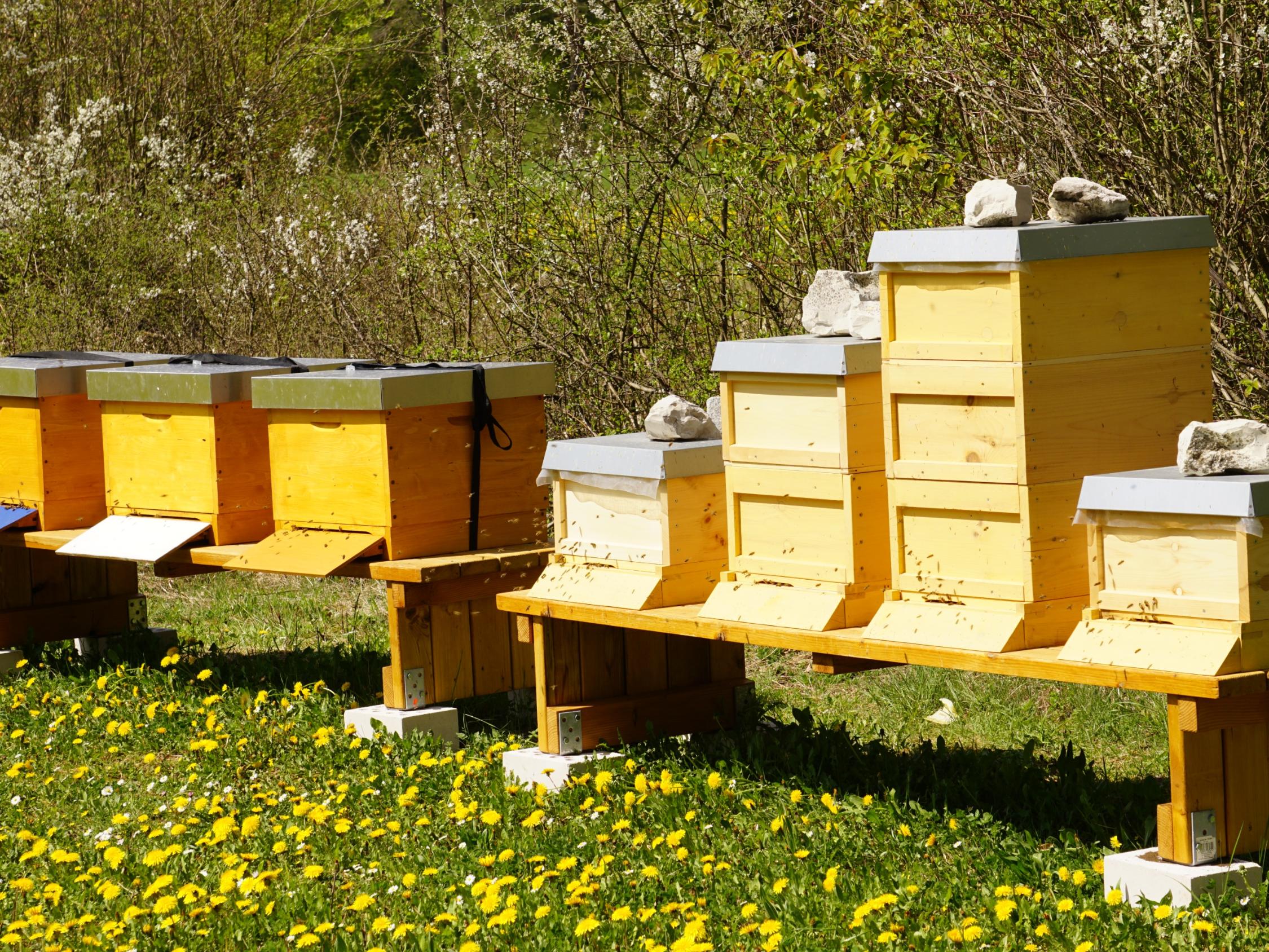 Bienenstöcke auf dem Gelände der Burg