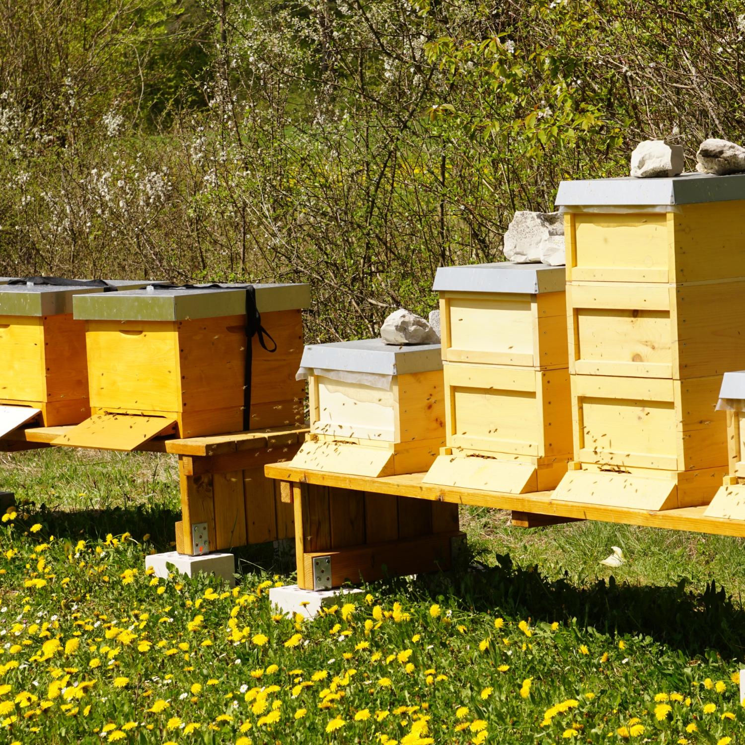 Bienenstöcke auf dem Gelände der Burg