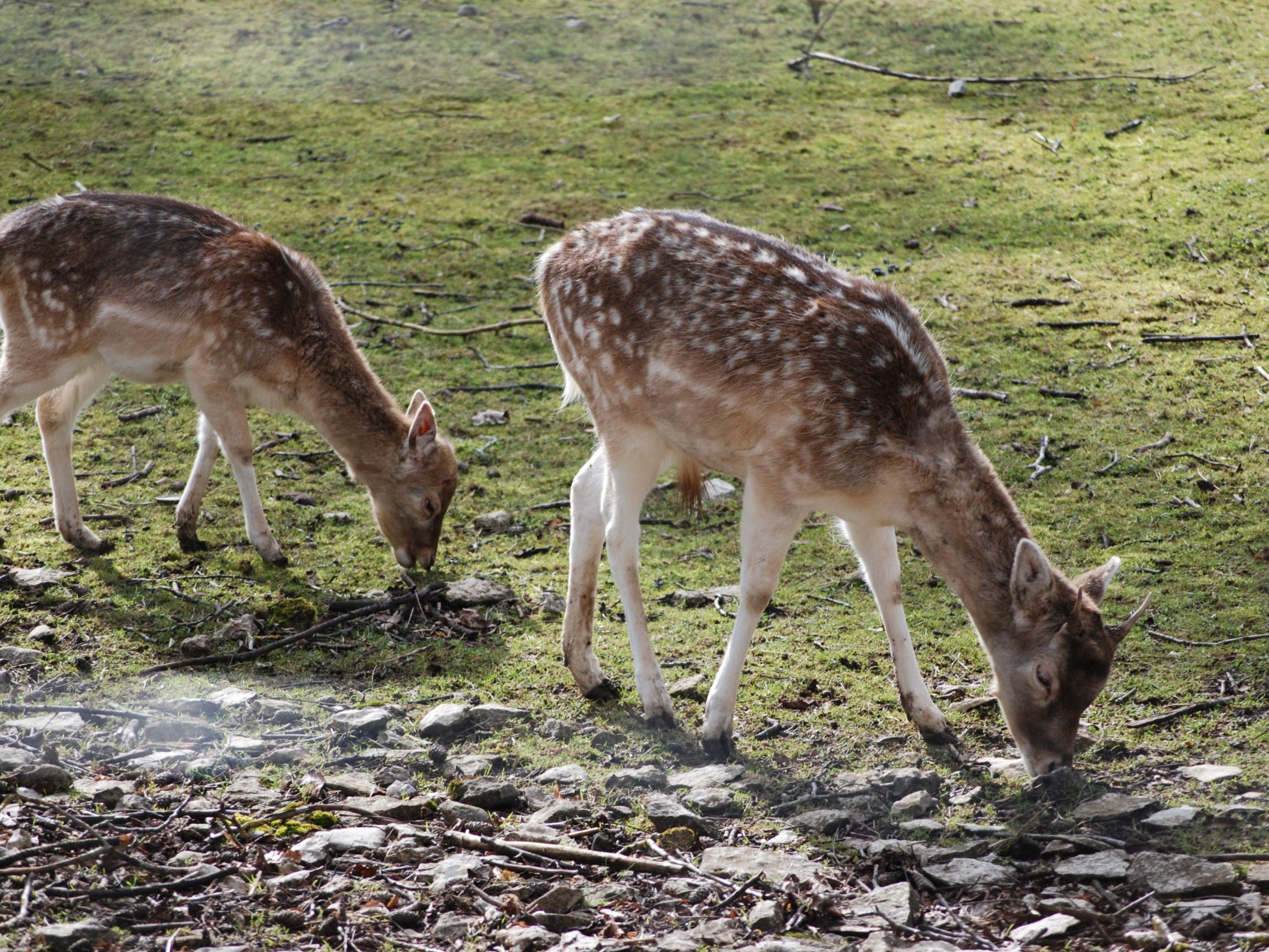 Dammwild im Gehege auf der Burg