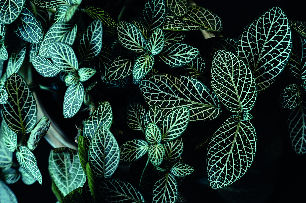 Dunkle Blätter