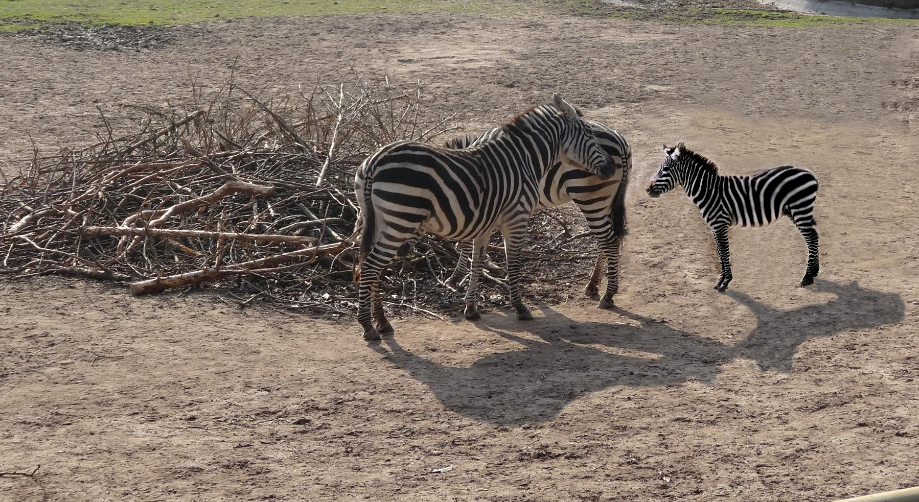 Zebras