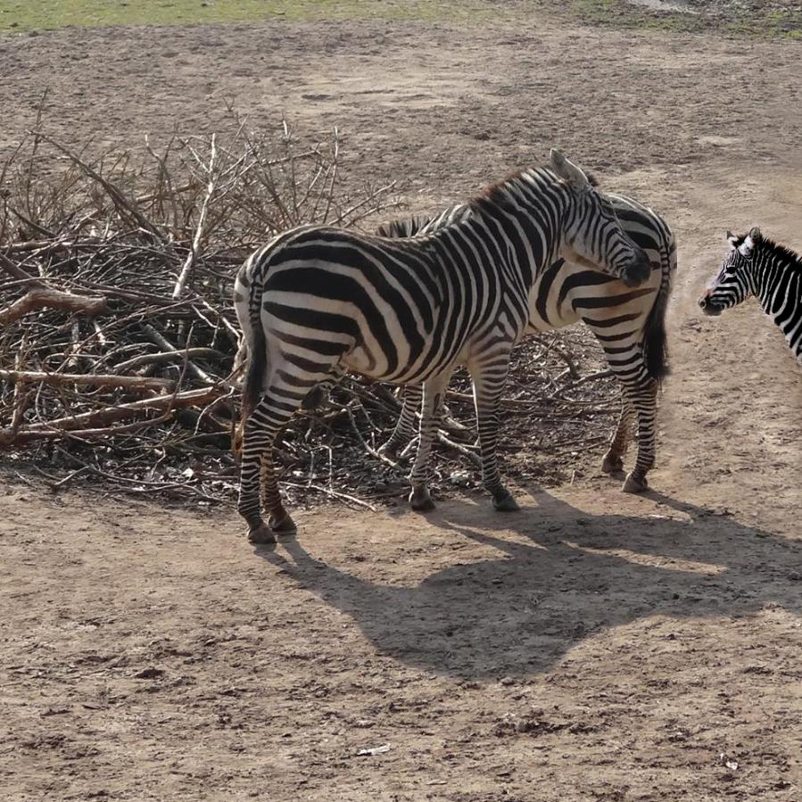 Zebras