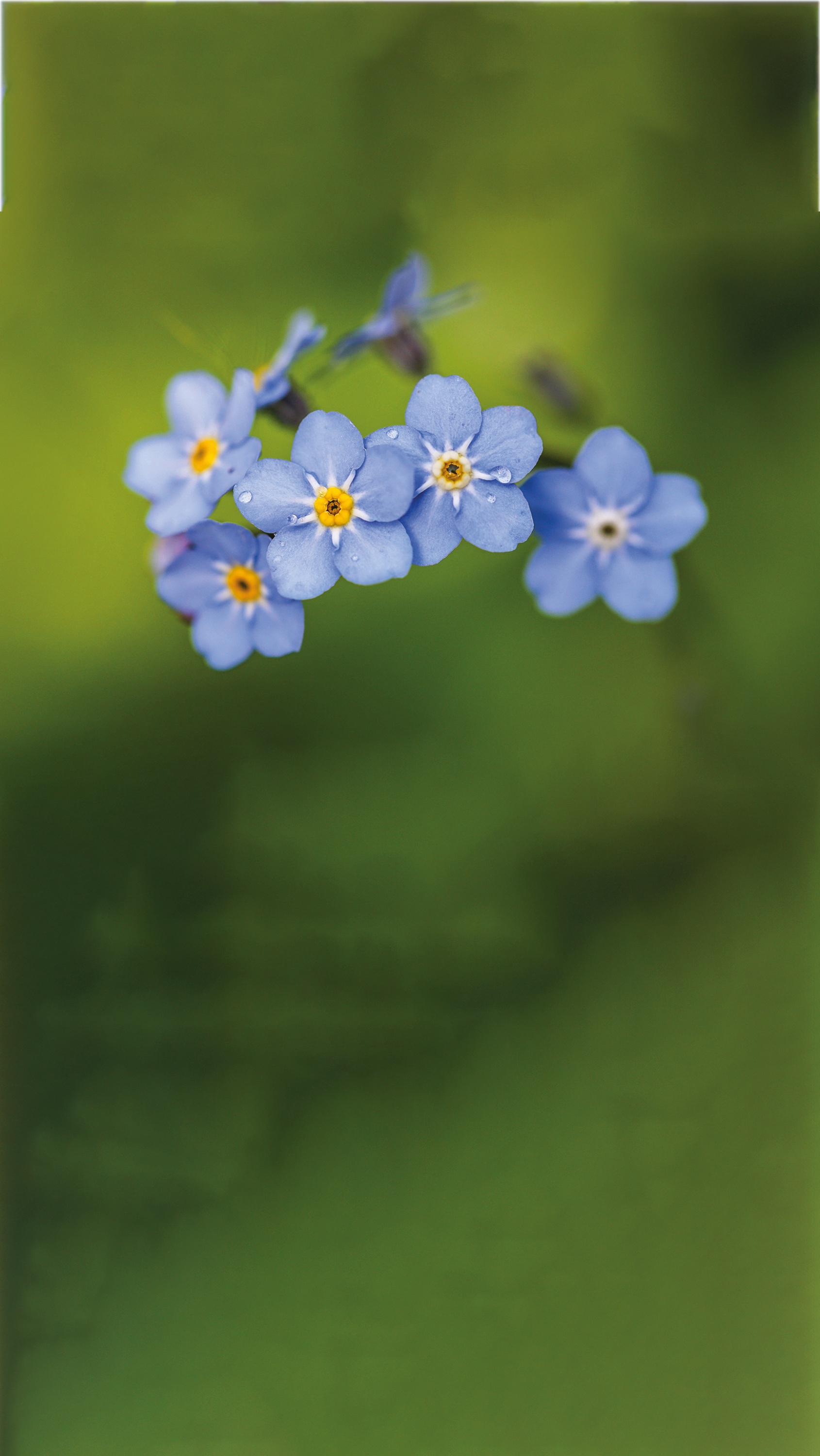 Forget me not