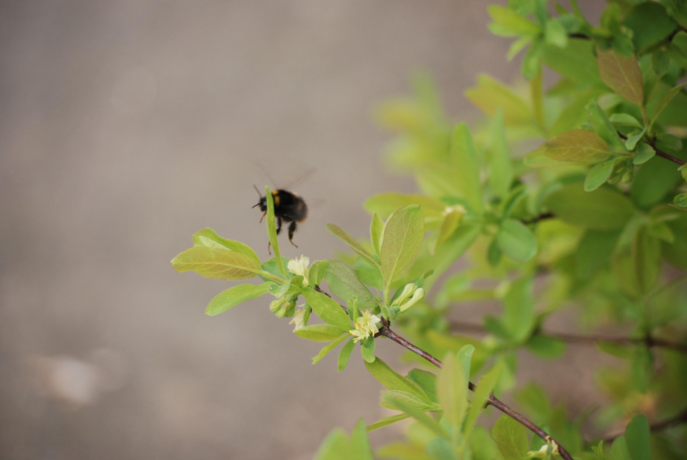 BIENEN--BIENENVÖLKER--BLUMEN--BURG