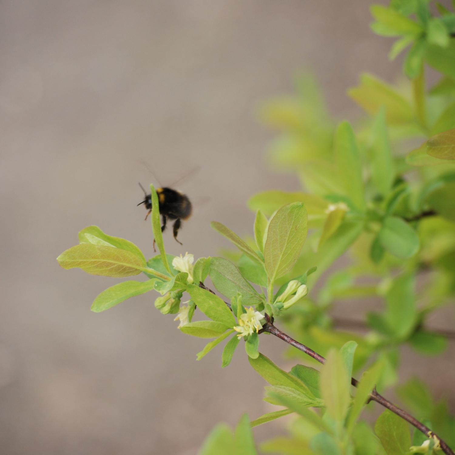 BIENEN--BIENENVÖLKER--BLUMEN--BURG