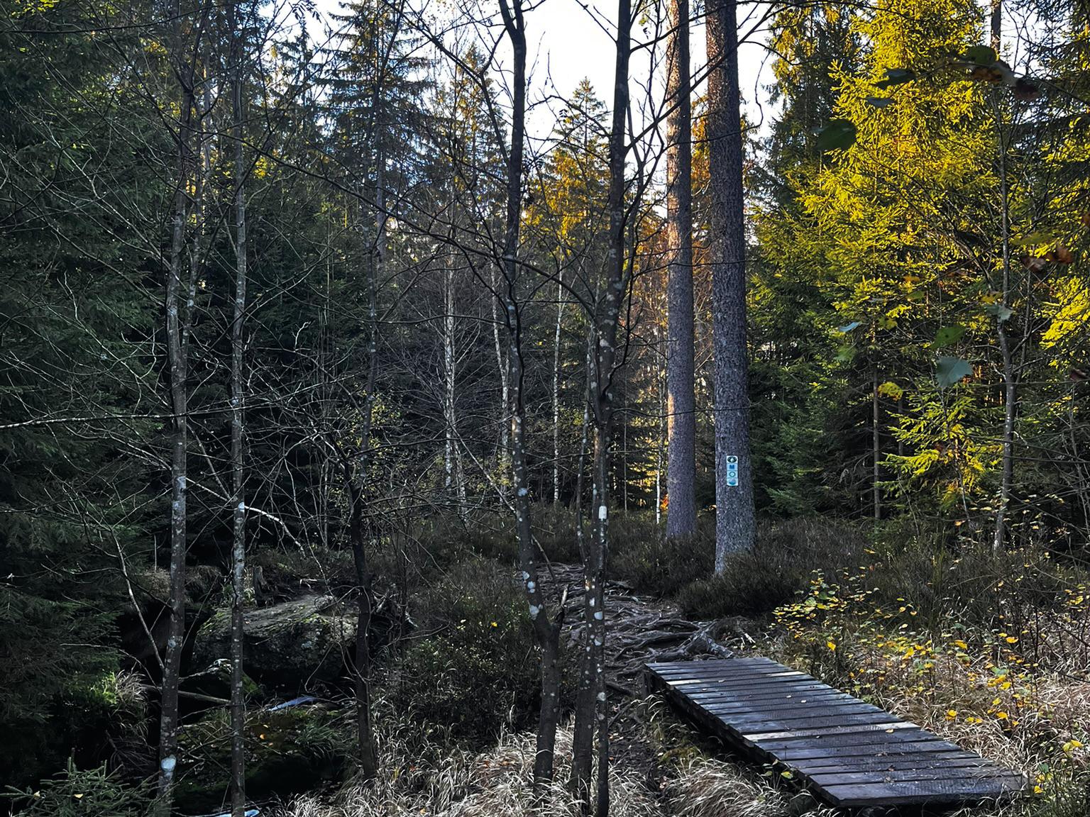 Bank im Herbstwald
