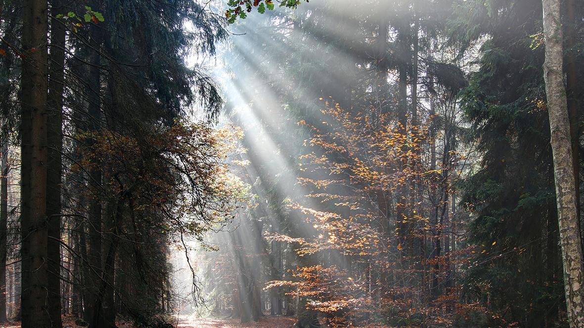 Sonnenstrahlen im Morgenwald