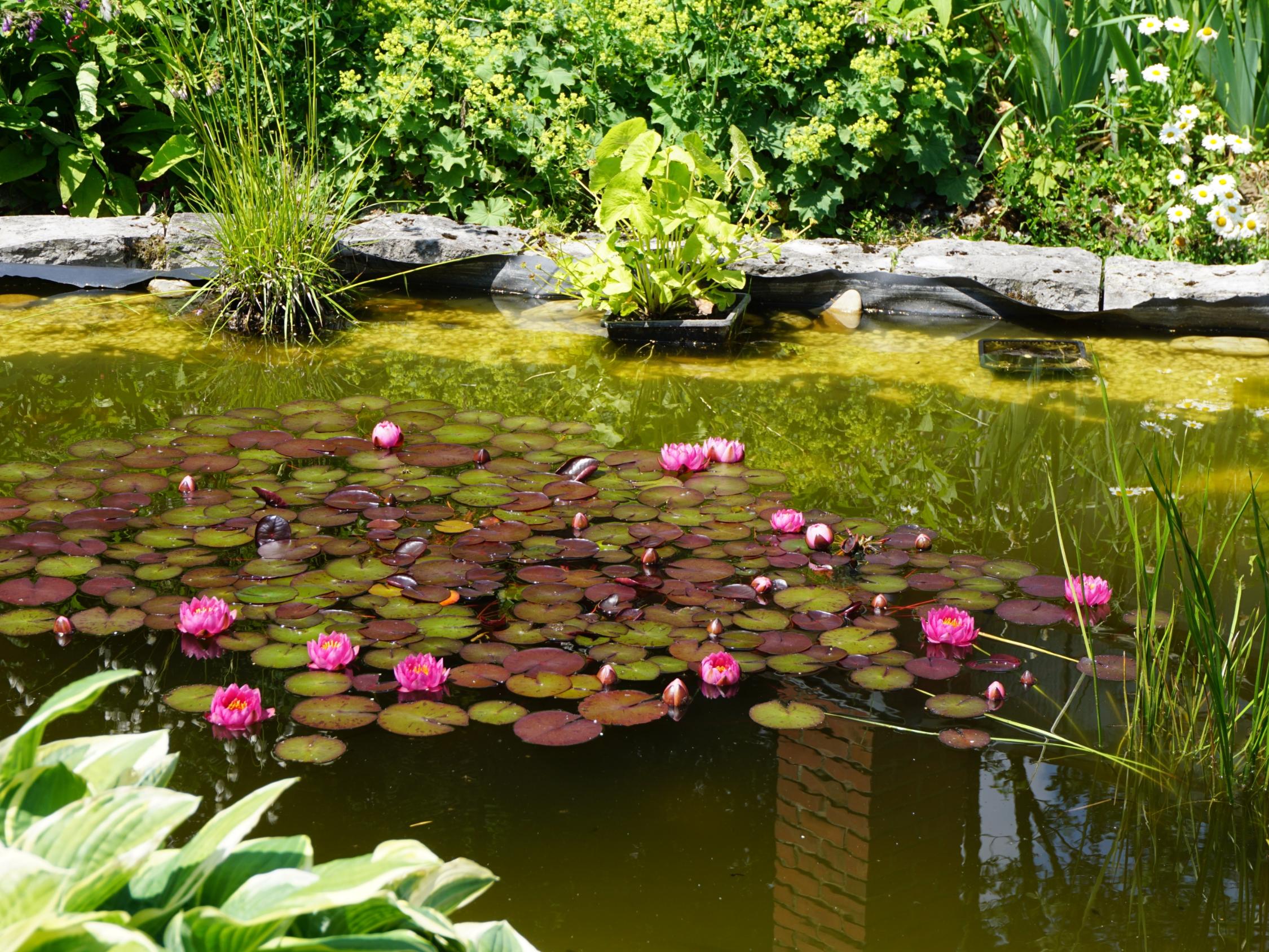 Teich auf der Außenanlage