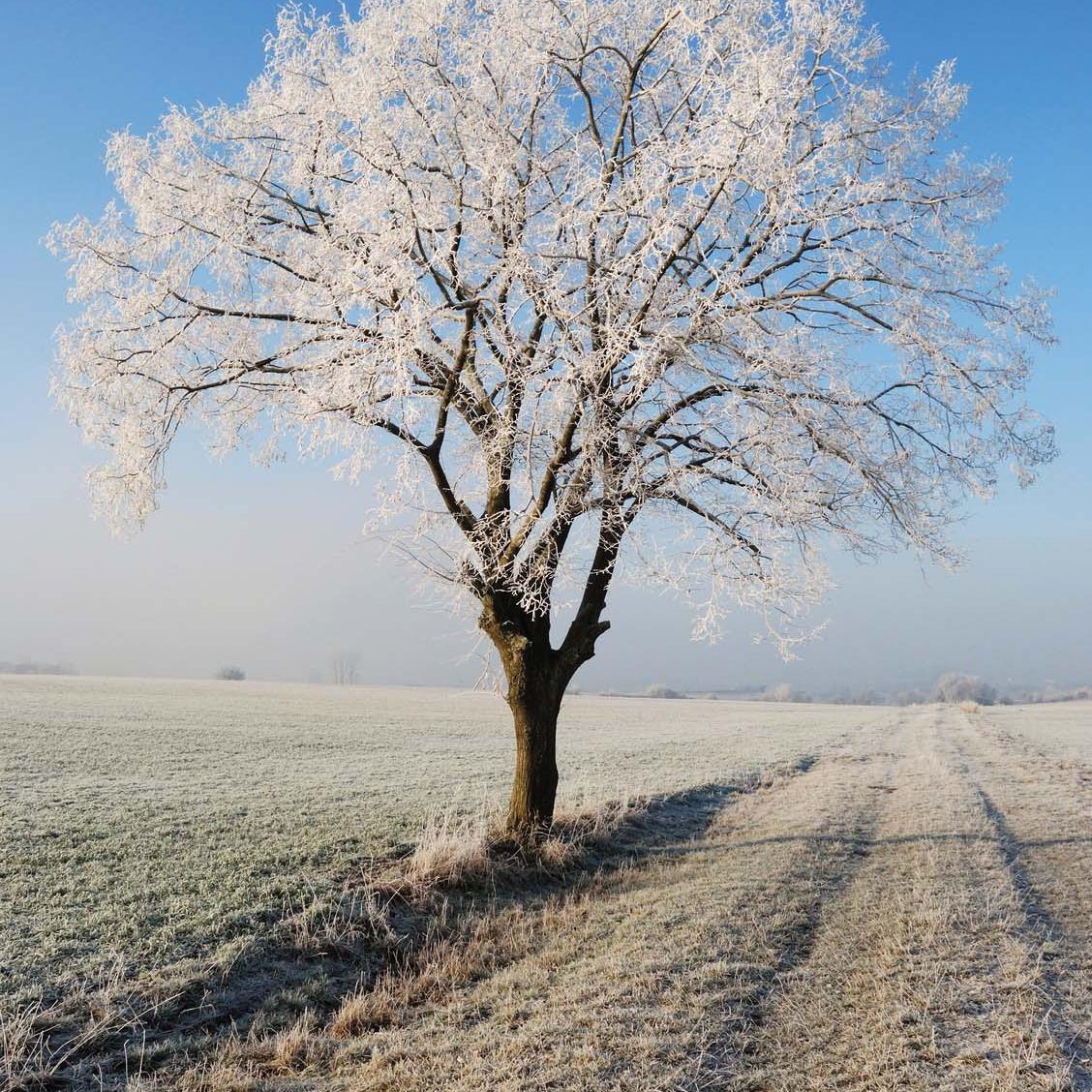 Winterbaum