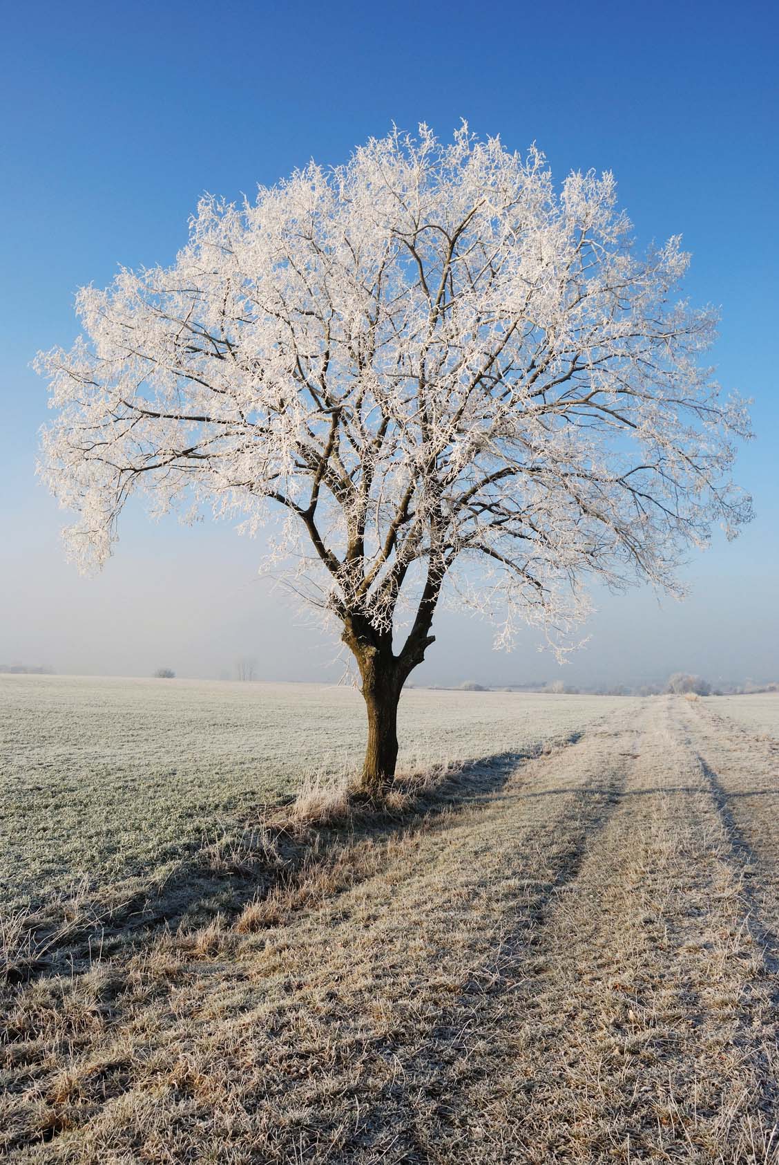 Winterbaum