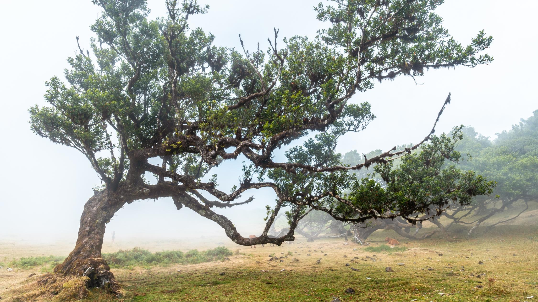 fanal-forest-with-fog-in-madeira-forms-of-laurel