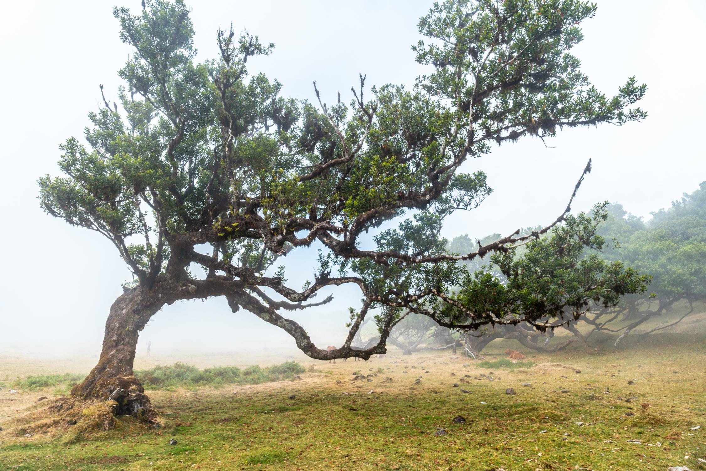 fanal-forest-with-fog-in-madeira-forms-of-laurel