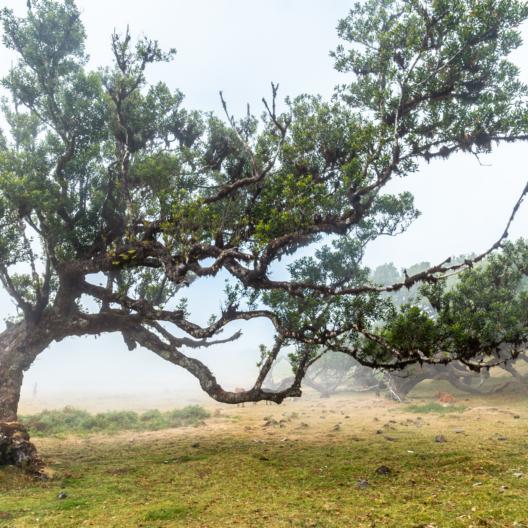 fanal-forest-with-fog-in-madeira-forms-of-laurel