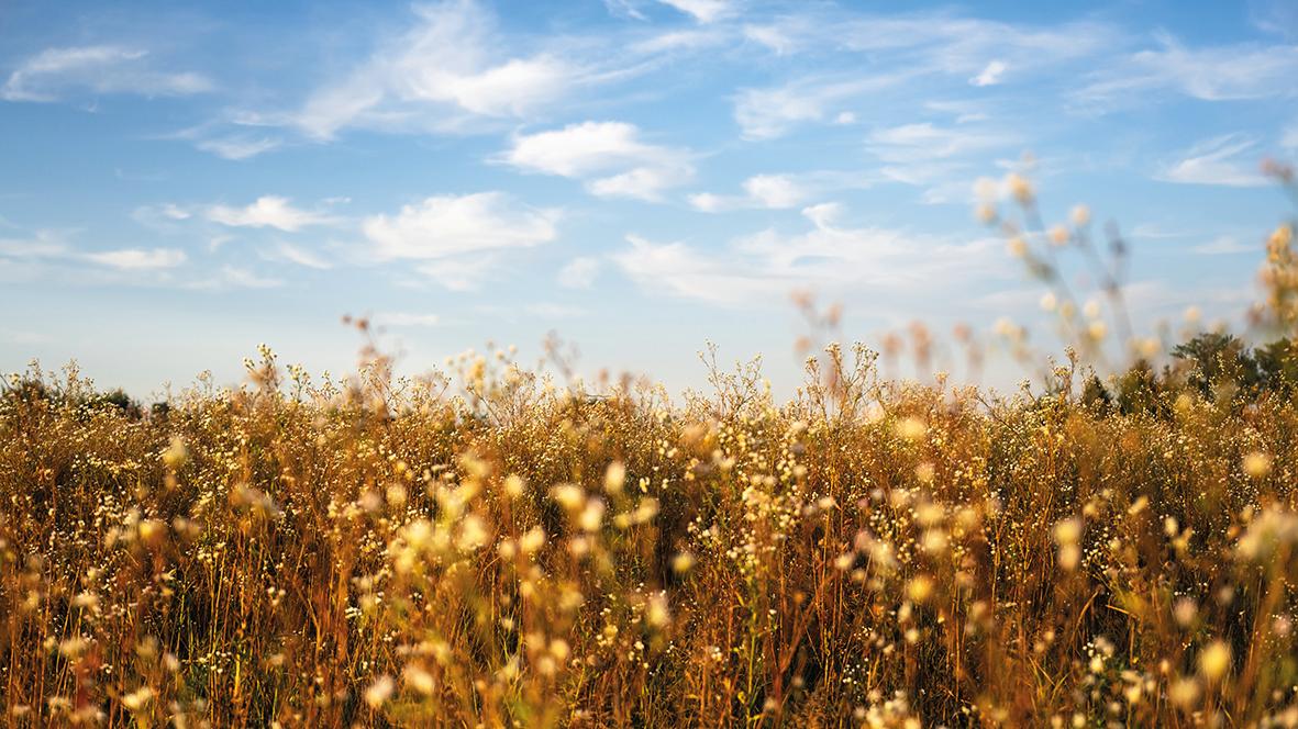 Gras- und Blumenfeld