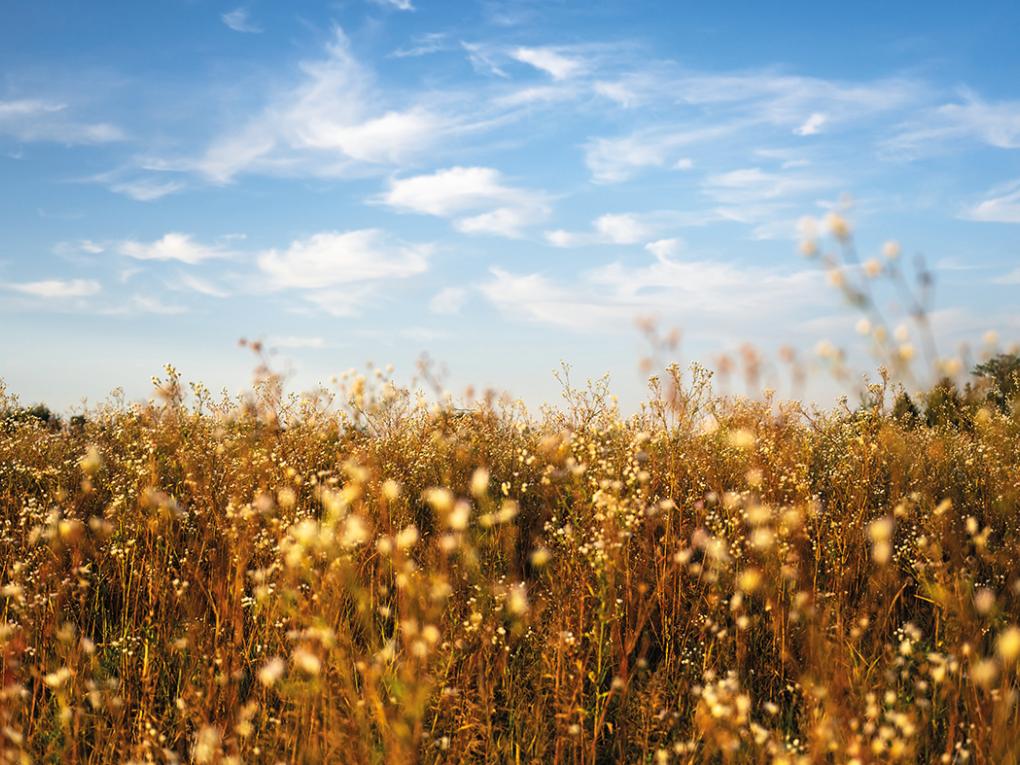 Gras- und Blumenfeld