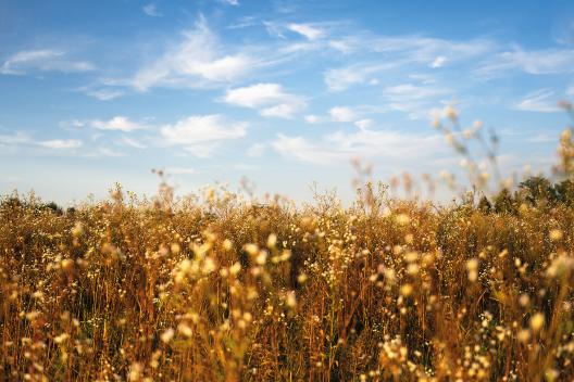 Gras- und Blumenfeld