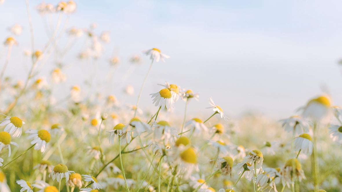 Feld mit Gänseblümchen